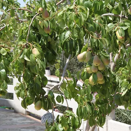 By The Sea Kali, Ugljan - 834